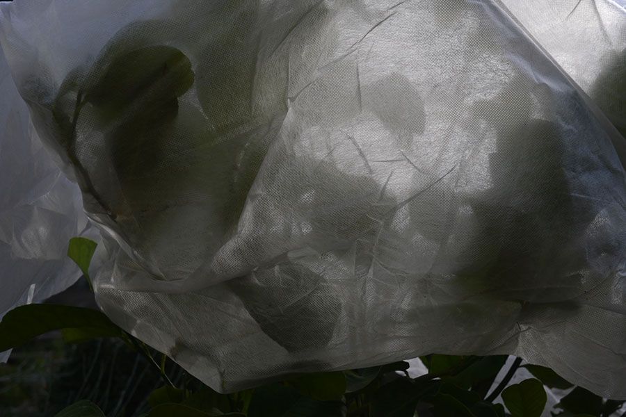 Estudio en el botánico de Paula de la Hoz Garrido